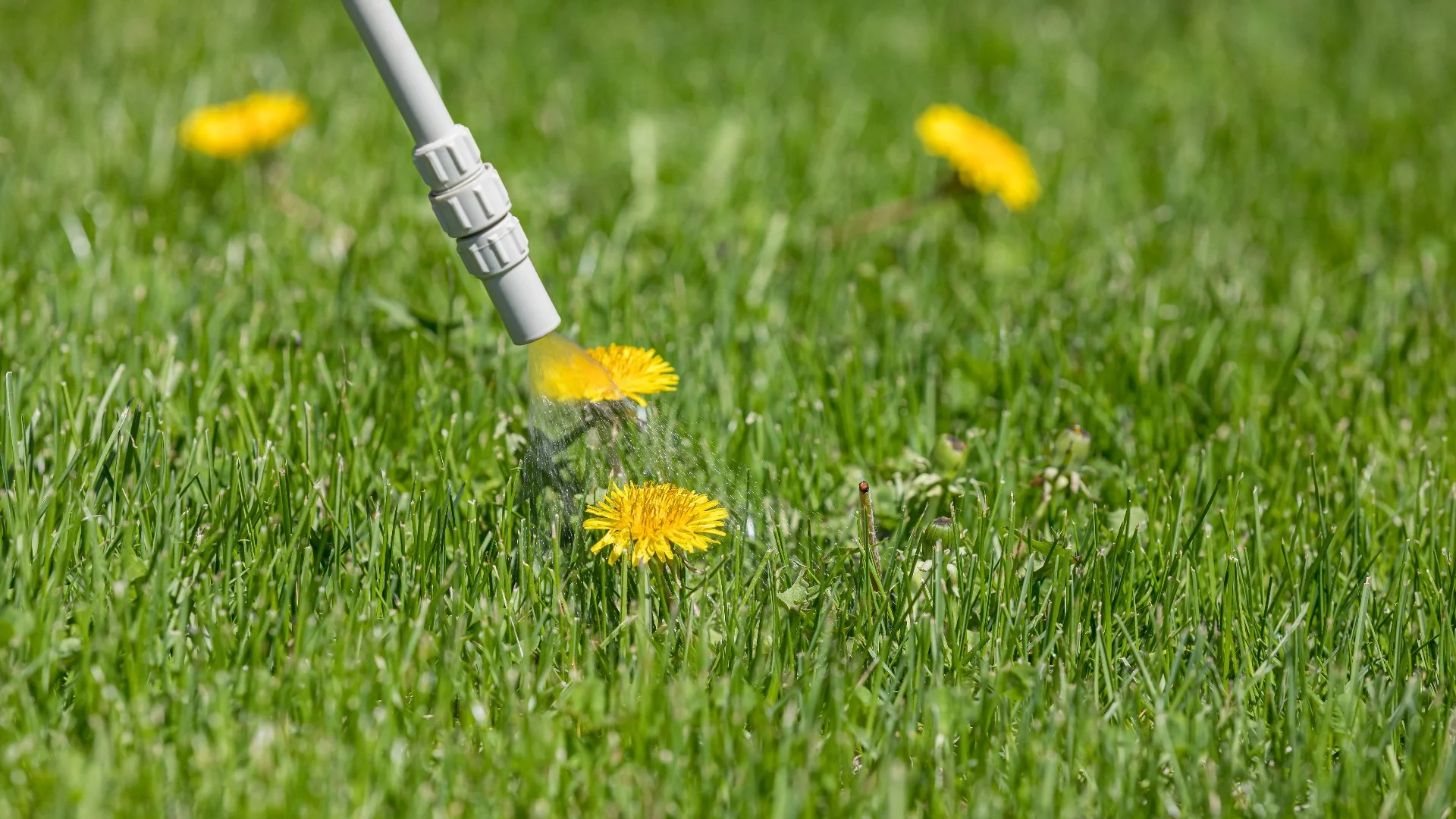 Don’t Forget to Apply Post-Emergent Weed Control to Your Lawn Before Winter