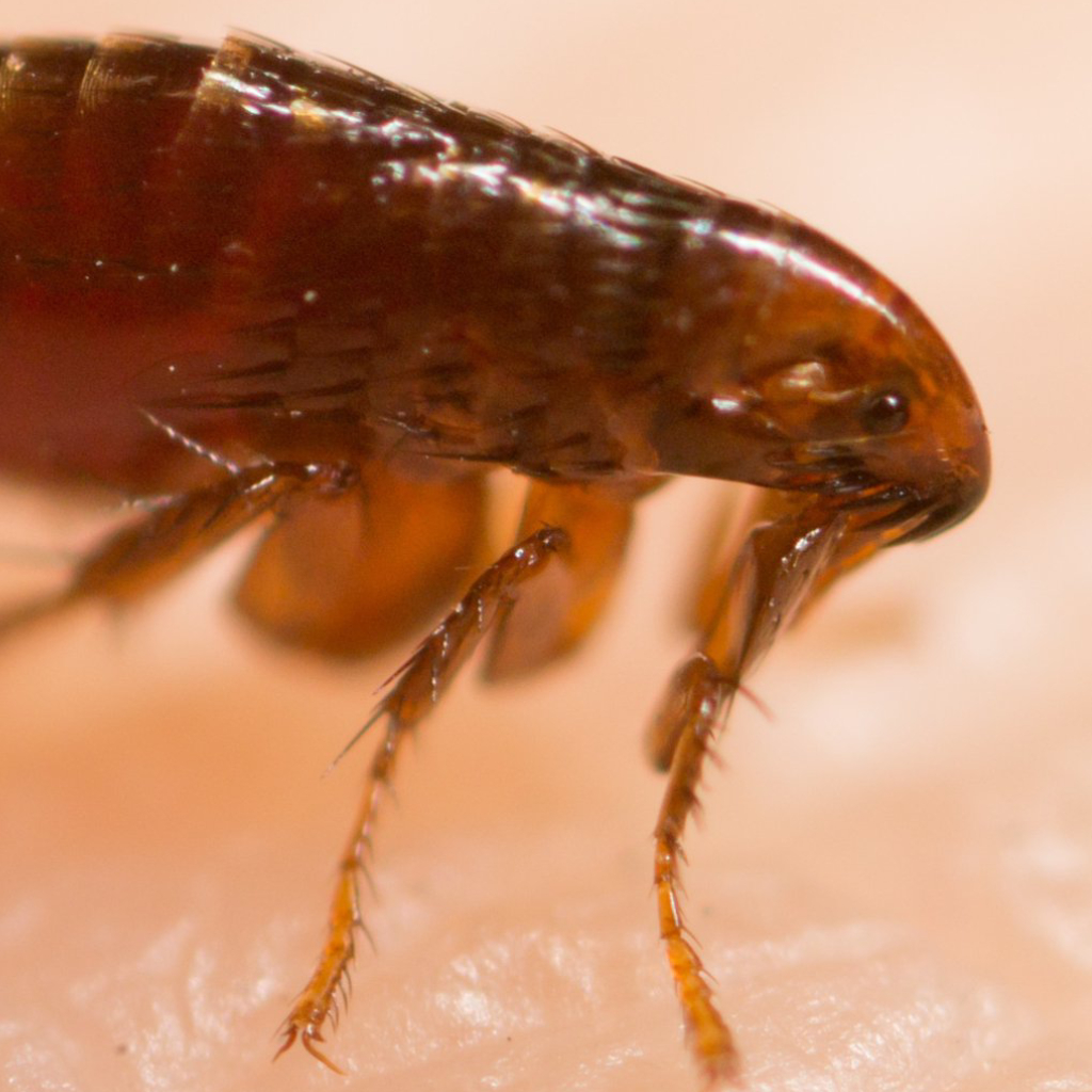Follow These Steps to Keep Fleas off of Your Property