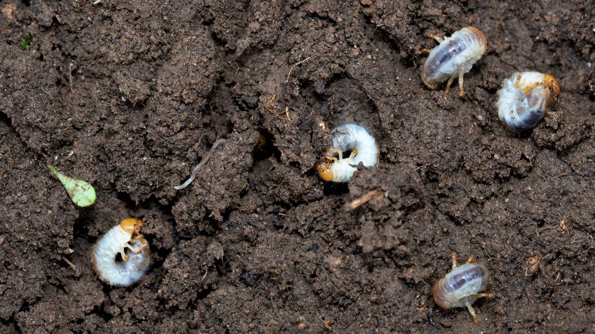 Stay Ahead of Grubs by Investing in Preventative Grub Control