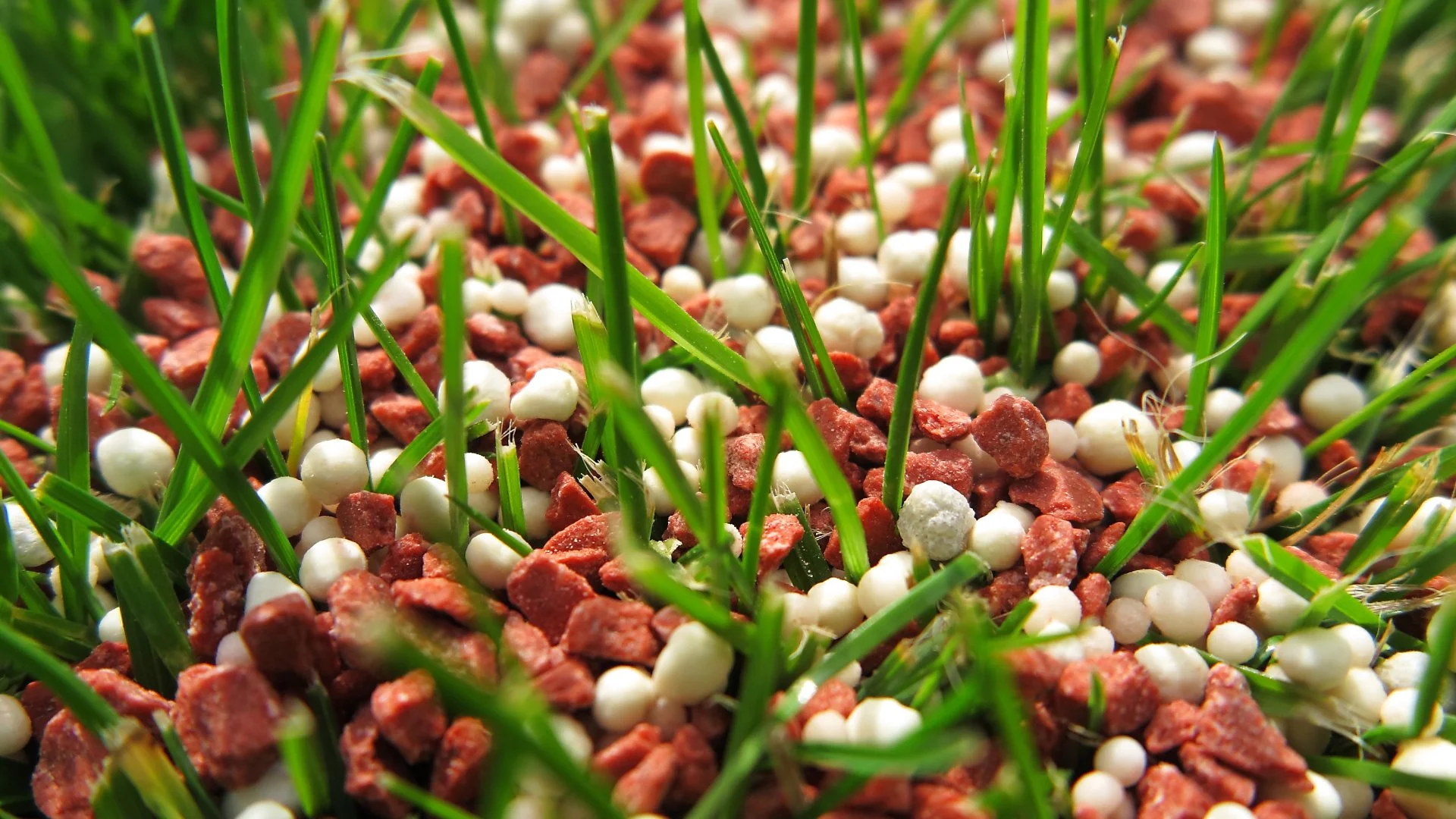 How Many Times Should You Fertilize Your Lawn Throughout the Year in Delaware, OH?