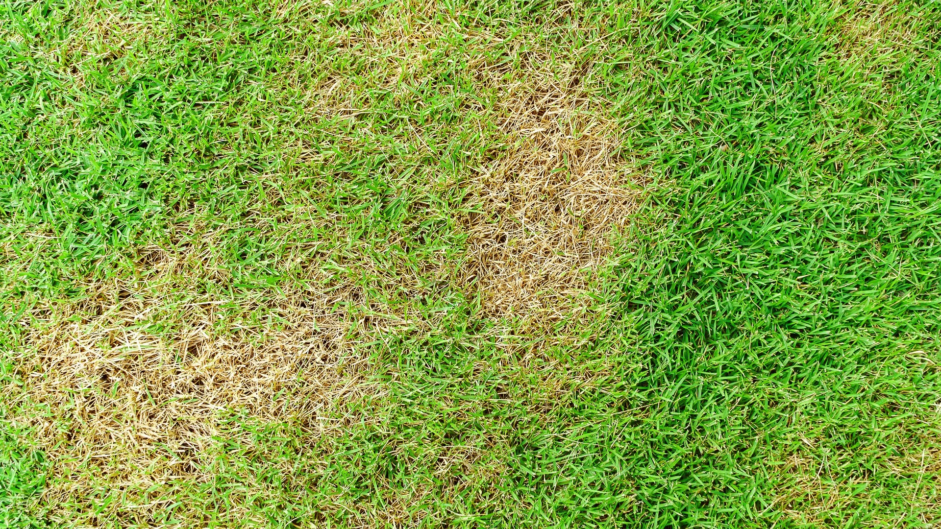 Lawns in Ohio Are Commonly Infected With These 3 Diseases!