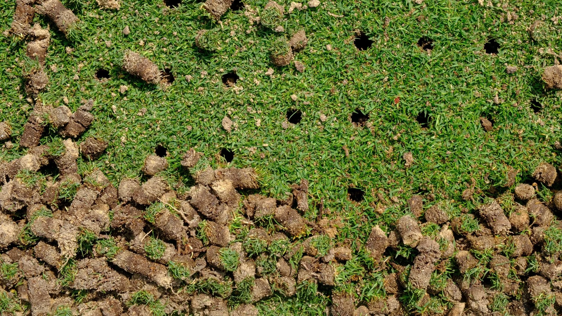 How Long Do Aeration Plugs Take to Break Down?