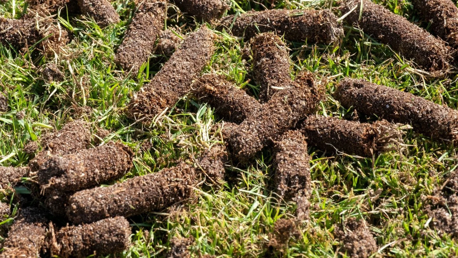 When Should Your Lawn Be Aerated?