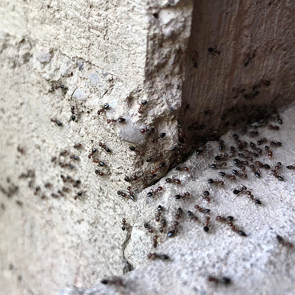 Ant infestation over foundation of a home in Delaware, OH.