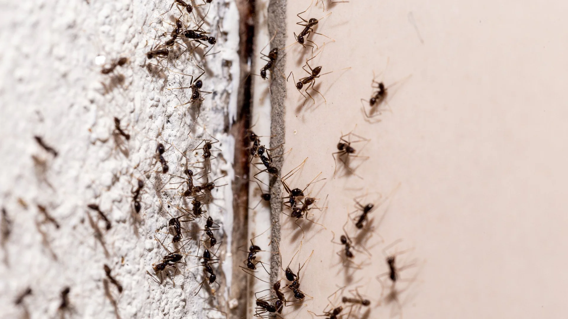 How Many Times Should You Apply Perimeter Pest Control Treatments?