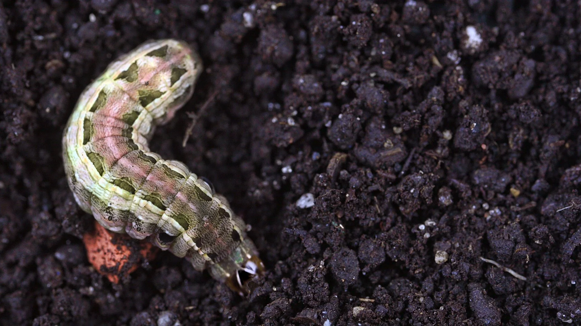 What Are Armyworms?