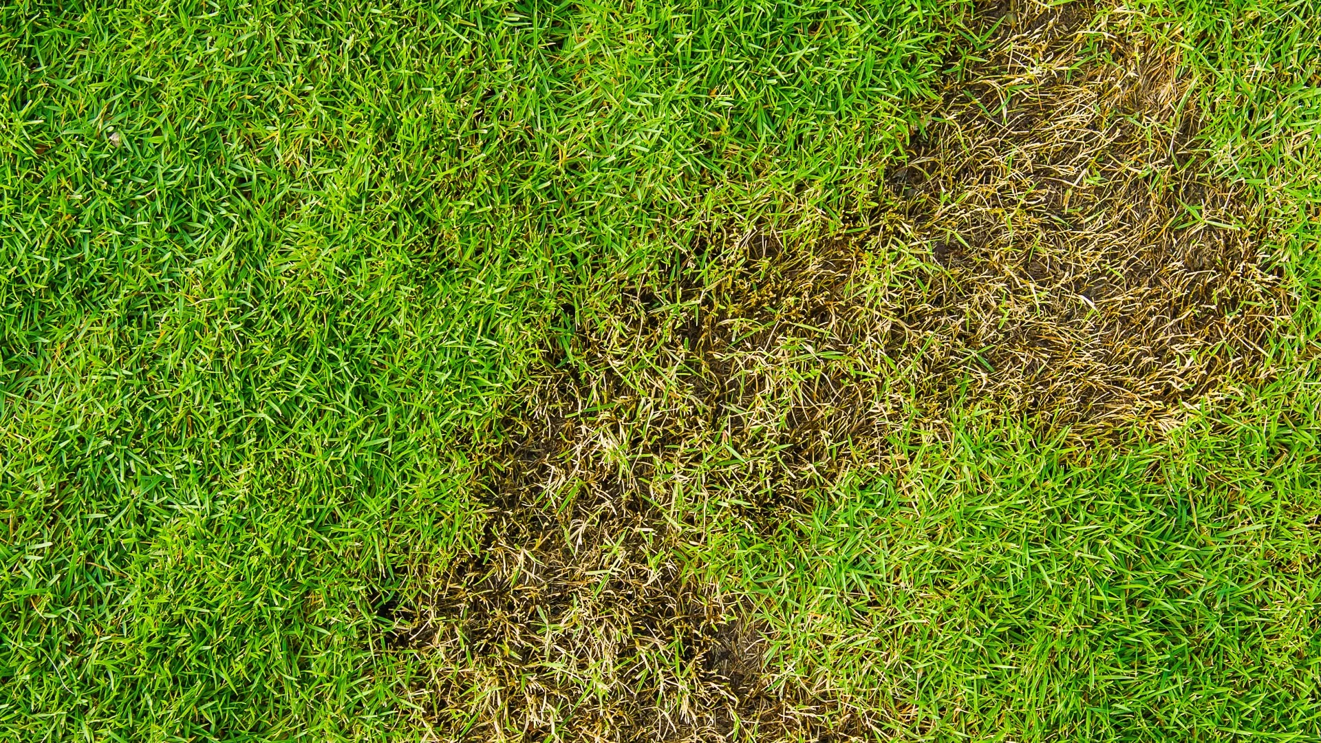Grubs & Armyworms Are Both Insects That Damage Lawns in Ohio