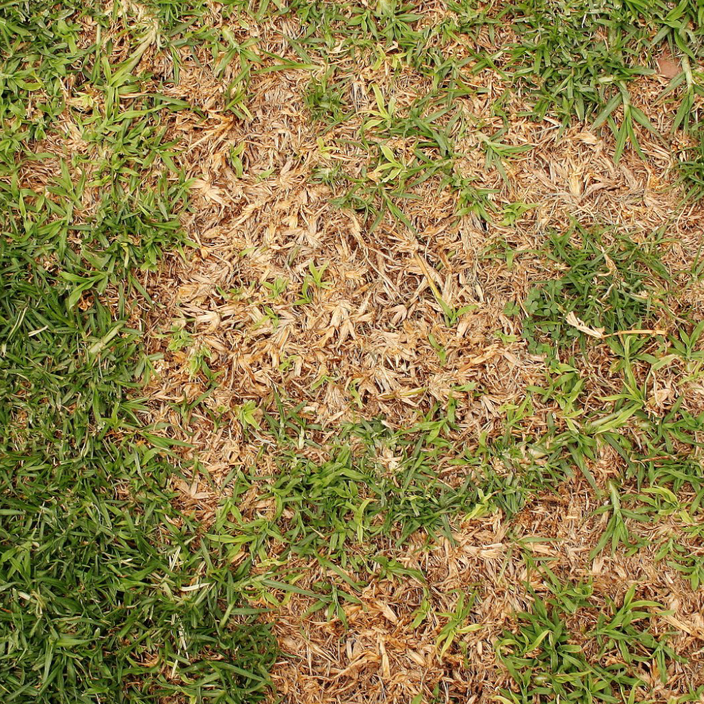 Dollar Spot - What Should You Do if This Lawn Disease Infects Your Lawn?