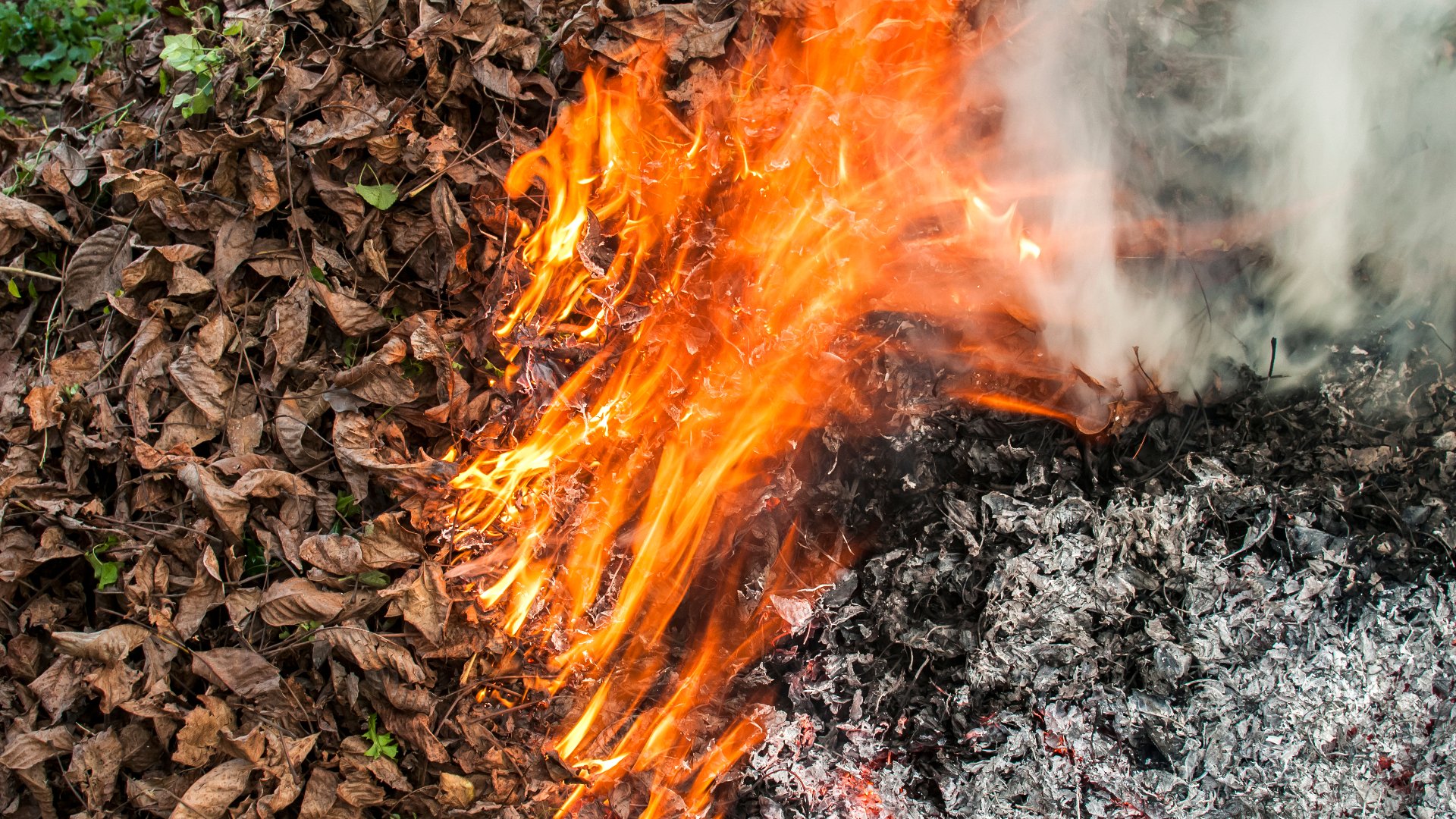 Can You Burn Leaf Piles in Delaware, Ohio? Hoffmans Lawn & Fertilization