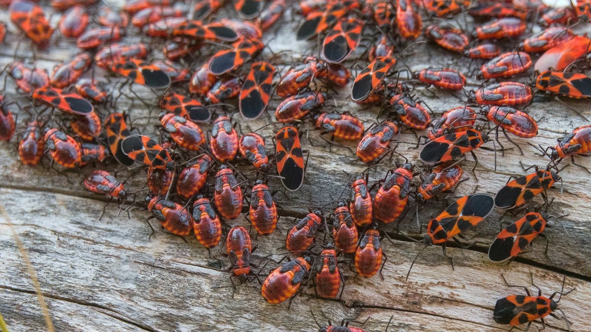 Chinch Bugs: What Should You Know About These Turf Pests?