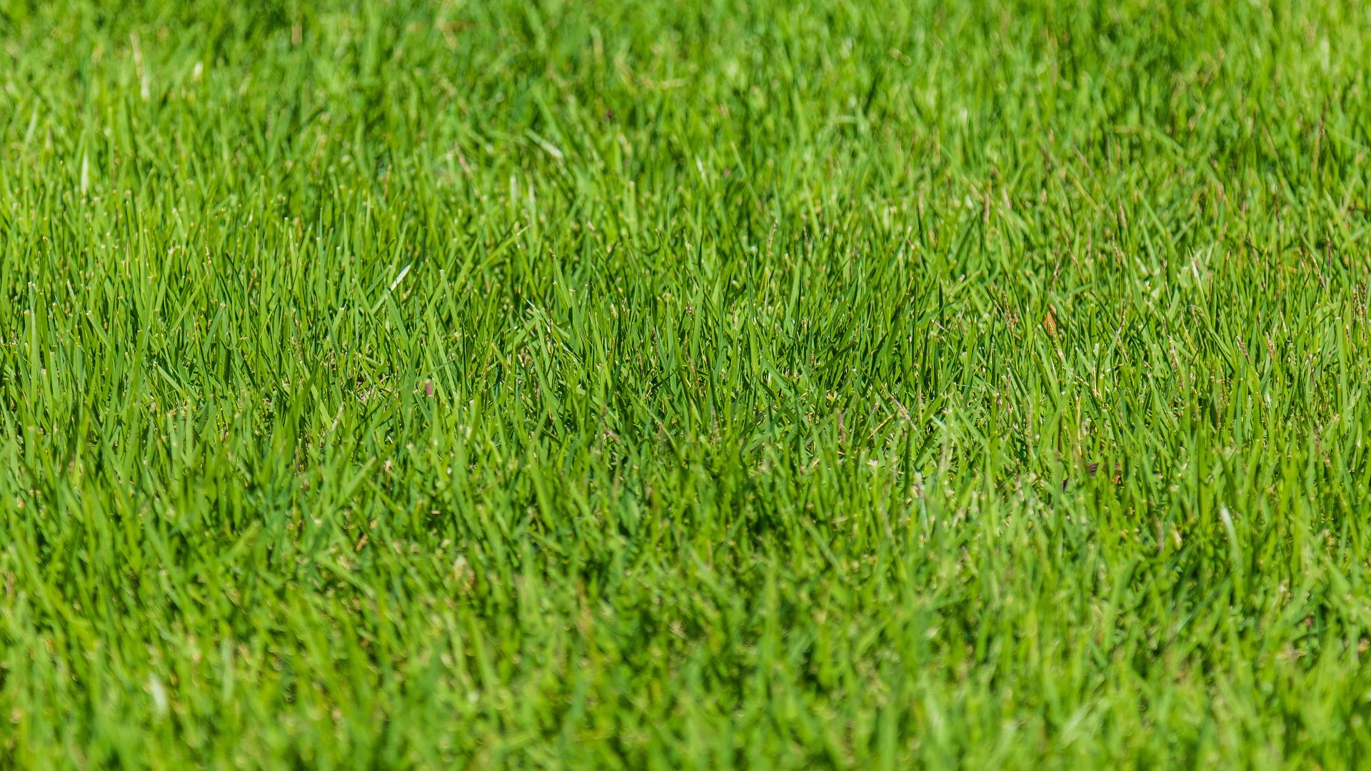 What's the Best Time of Day for Lawn Fertilization?