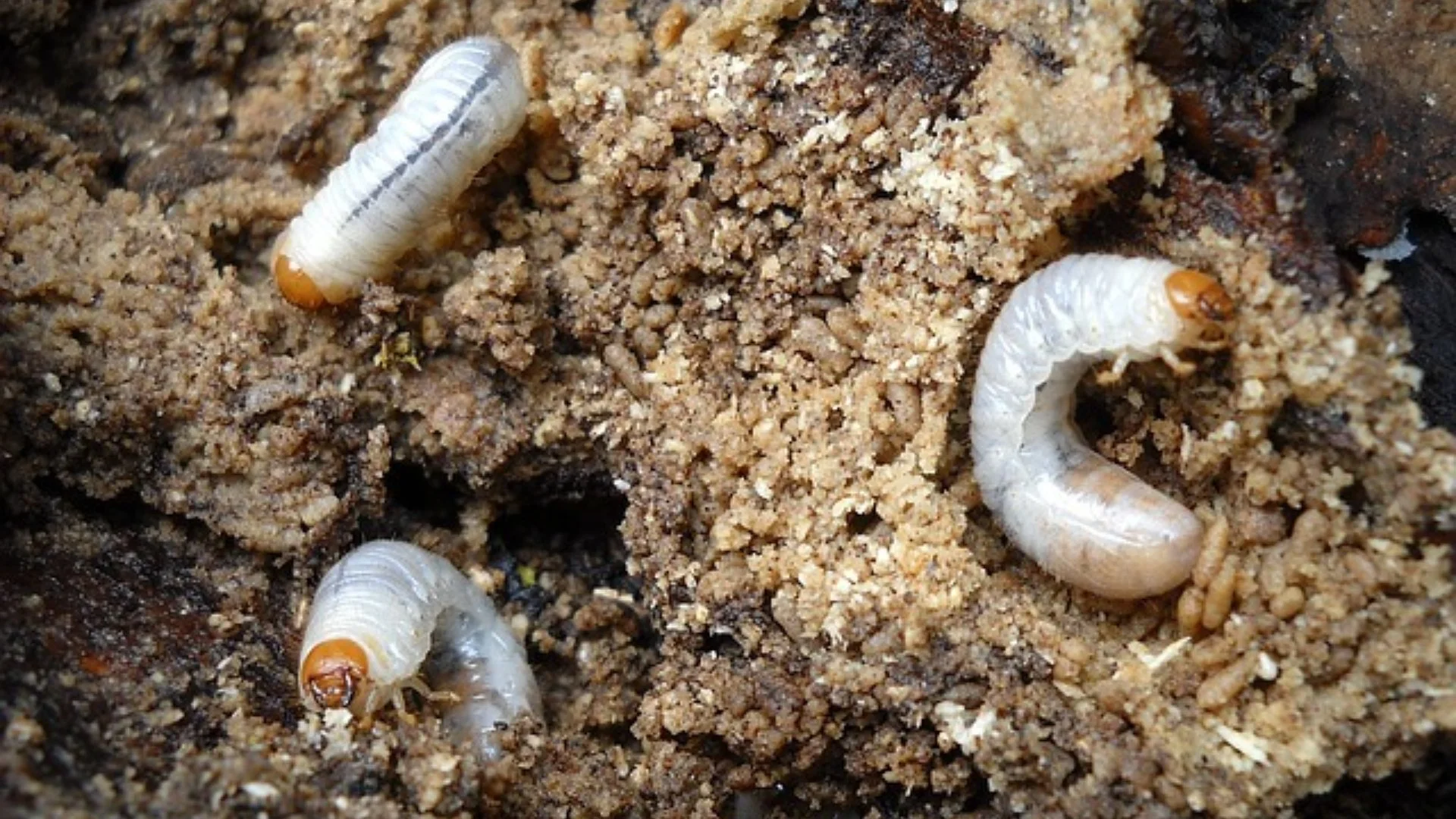 Will Grubs Go Away Naturally?
