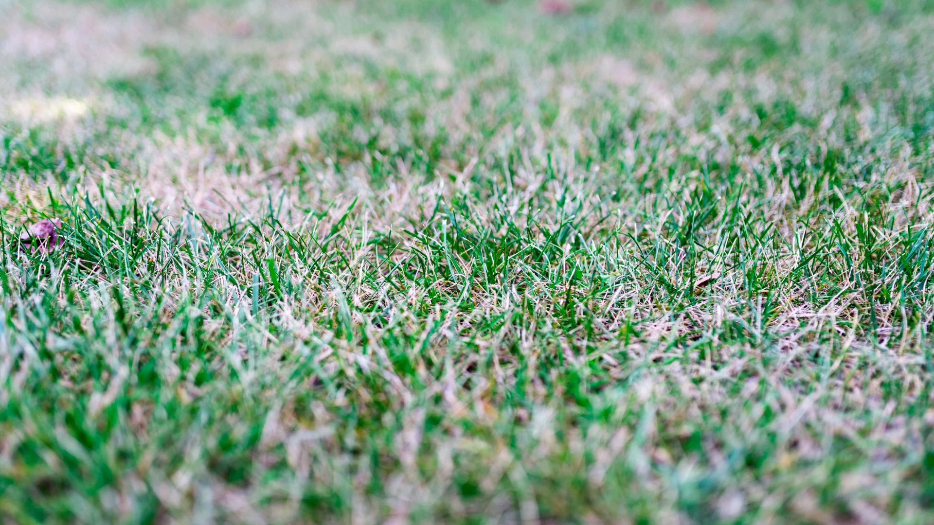 Red Thread: A Disease to Keep an Eye Out for on Your Lawn!
