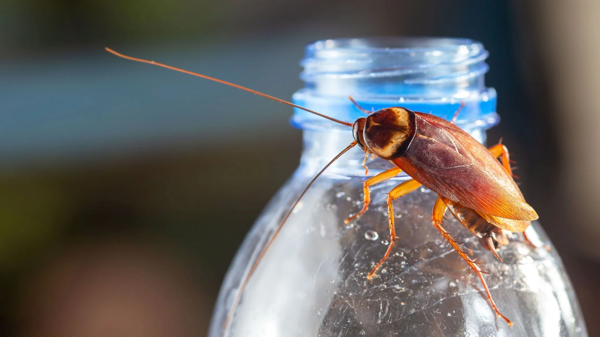 How Can You Tell if Your Indoor Space Is Infested With Cockroaches?