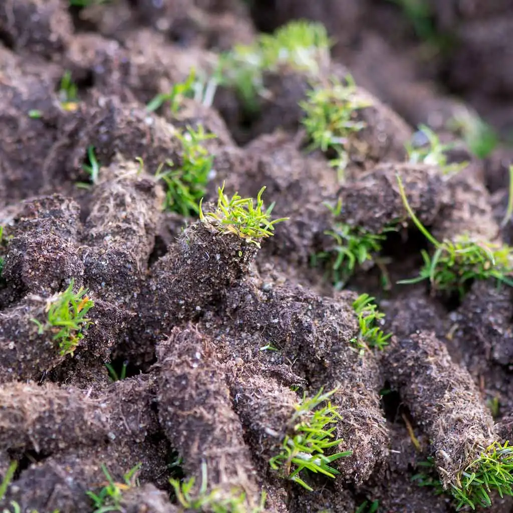 Core aeration lawn plugs extracted from a yard near Delaware, Ohio.