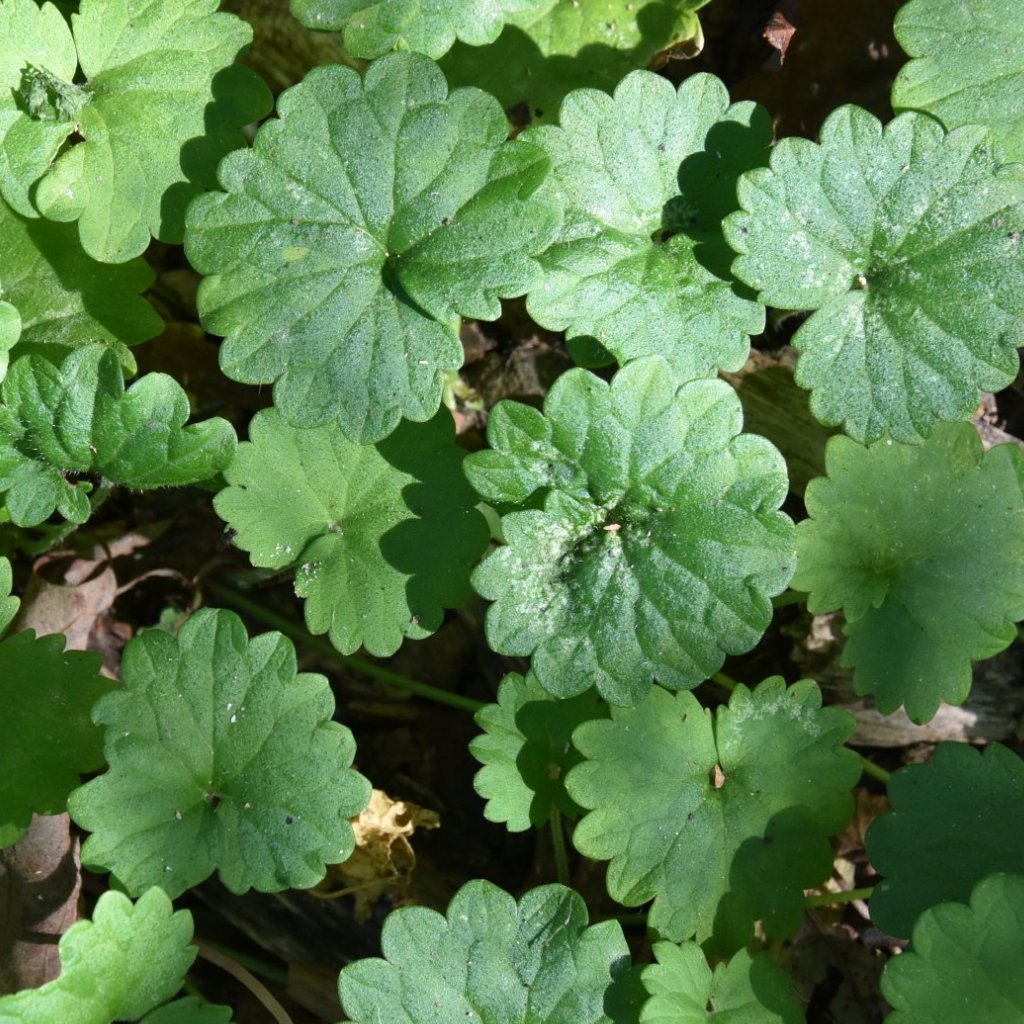 4 Weeds to Be on the Lookout for in Delaware, OH