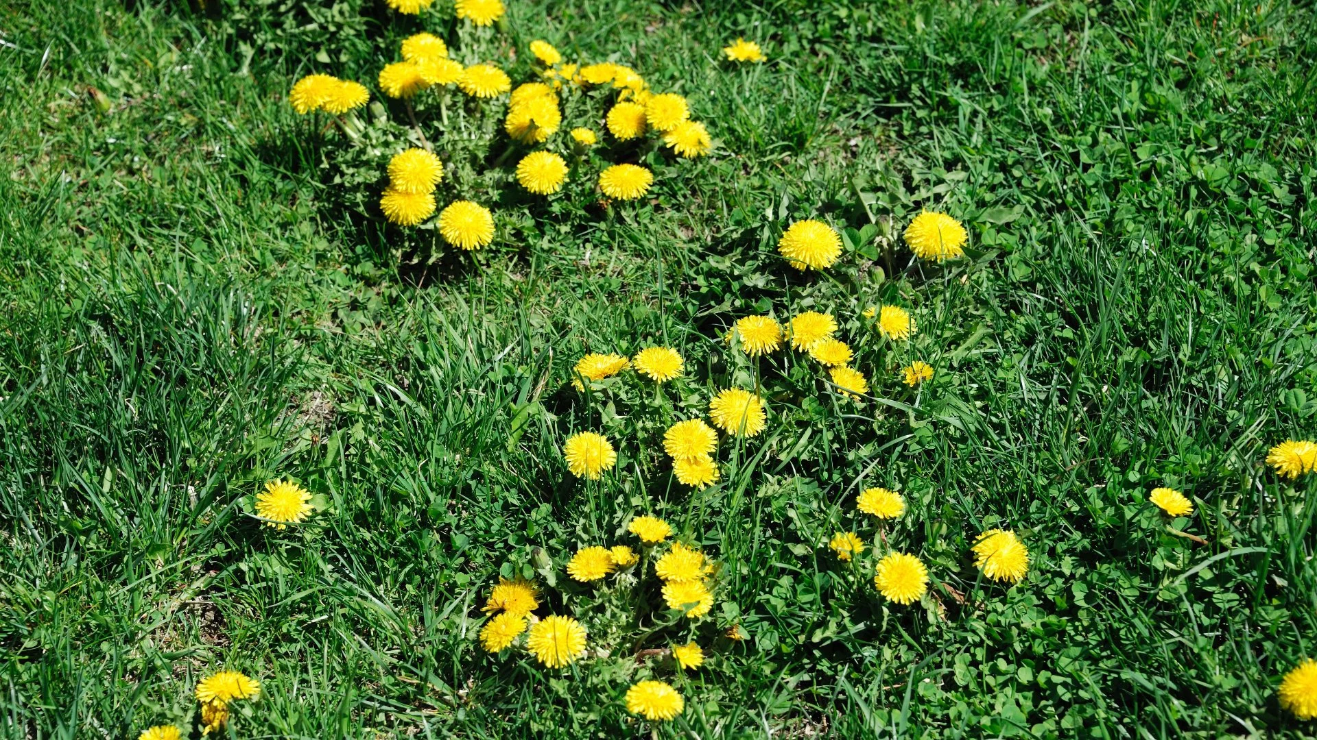 Dandelions: A Prominent Lawn Weed in Delaware, OH