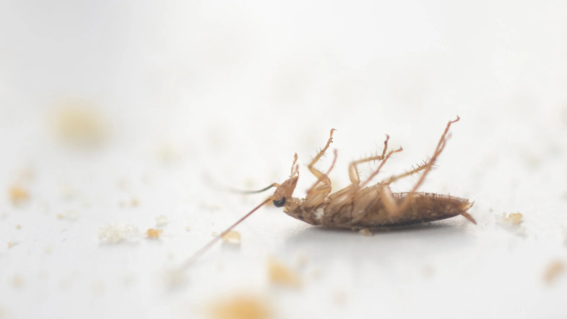 Follow These Tips to Help Keep Roaches Out of Your Inside Space
