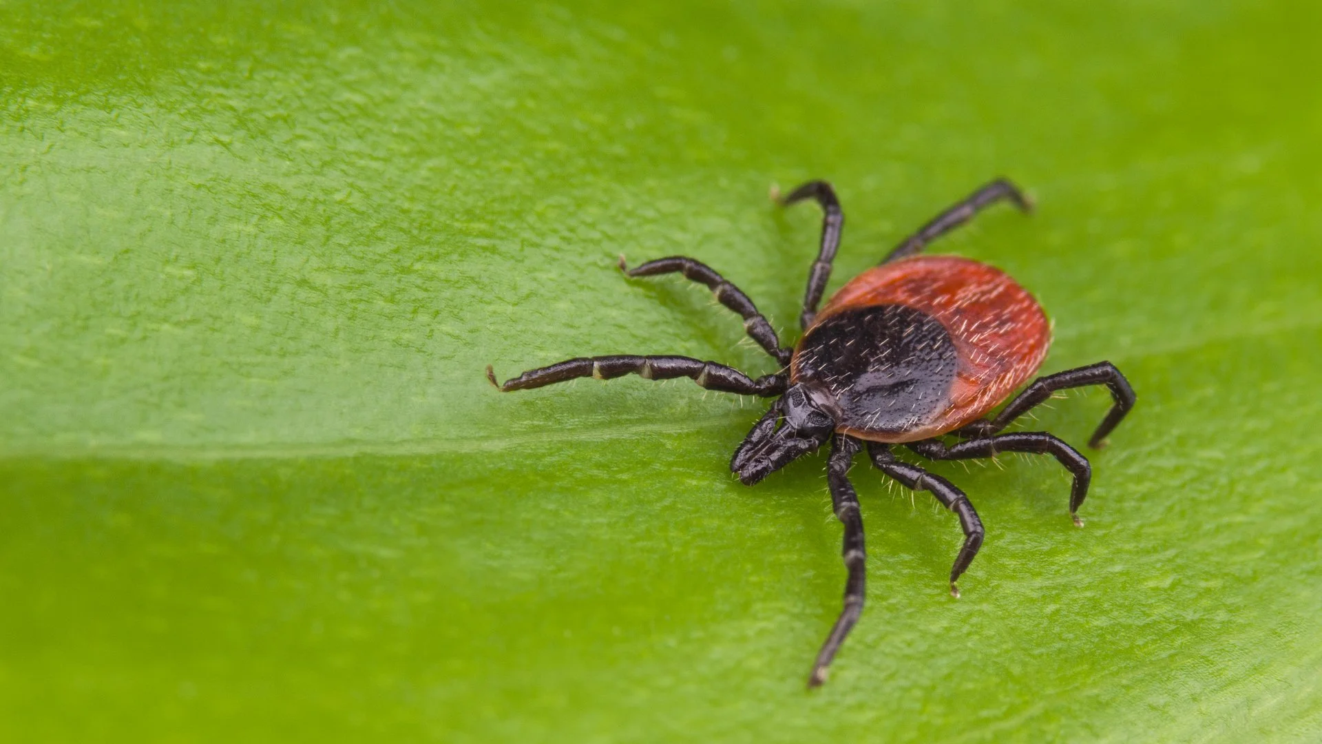 Consistent Tick Control Treatments Are Critical During Tick Season!