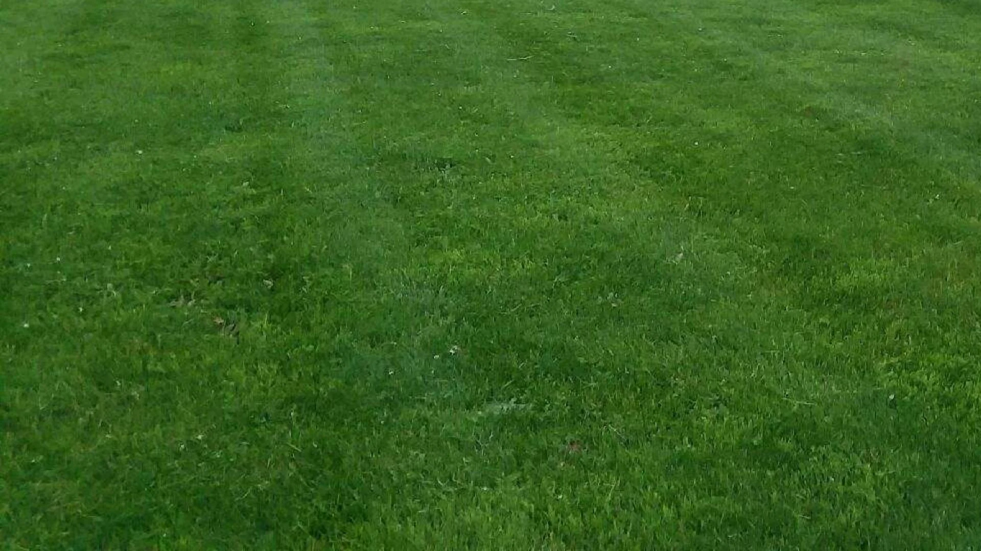 How Long Should You Wait After Overseeding to Use Weed Control?