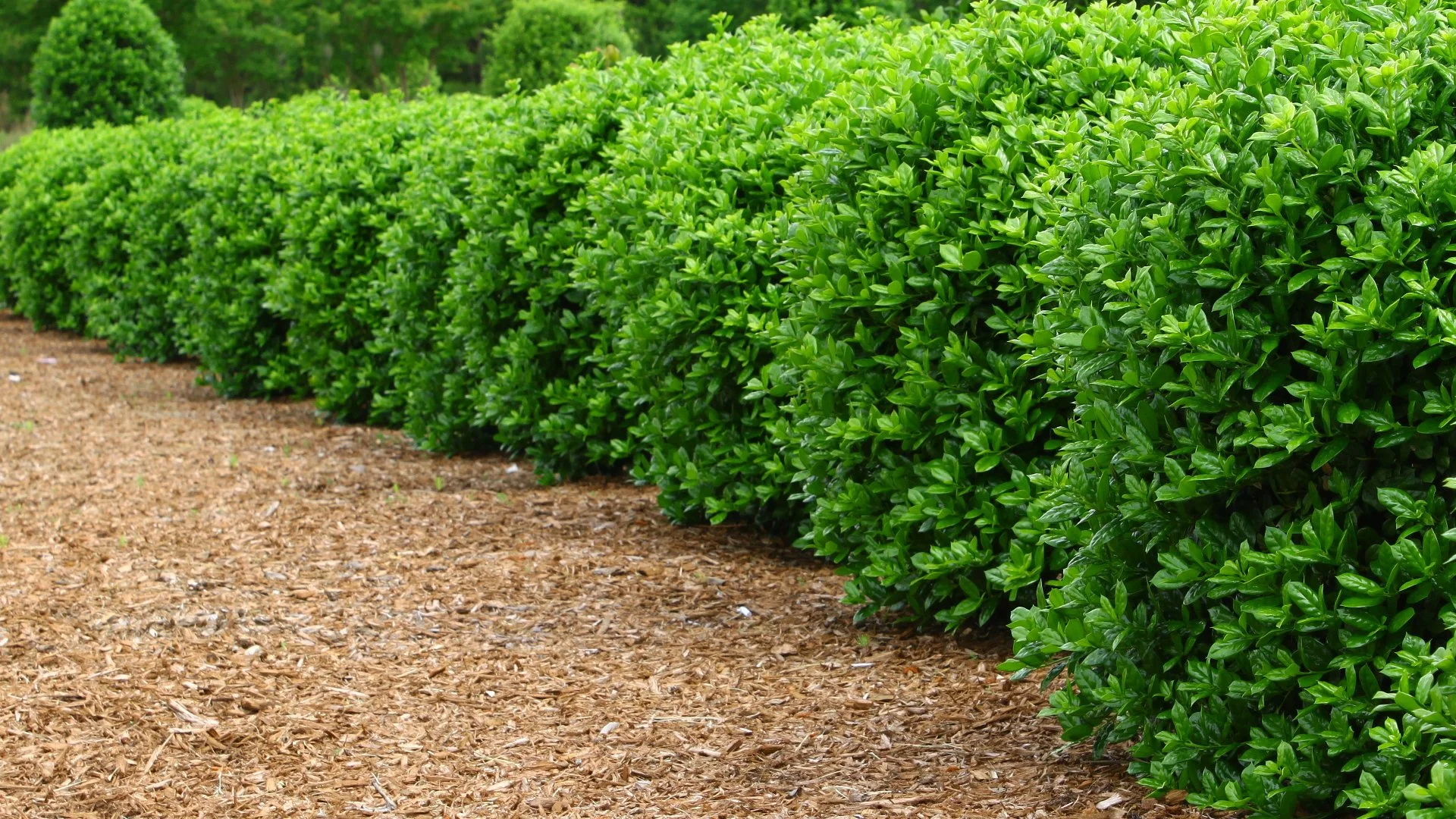 Is It Necessary to Hire Pros to Prune Your Plants?