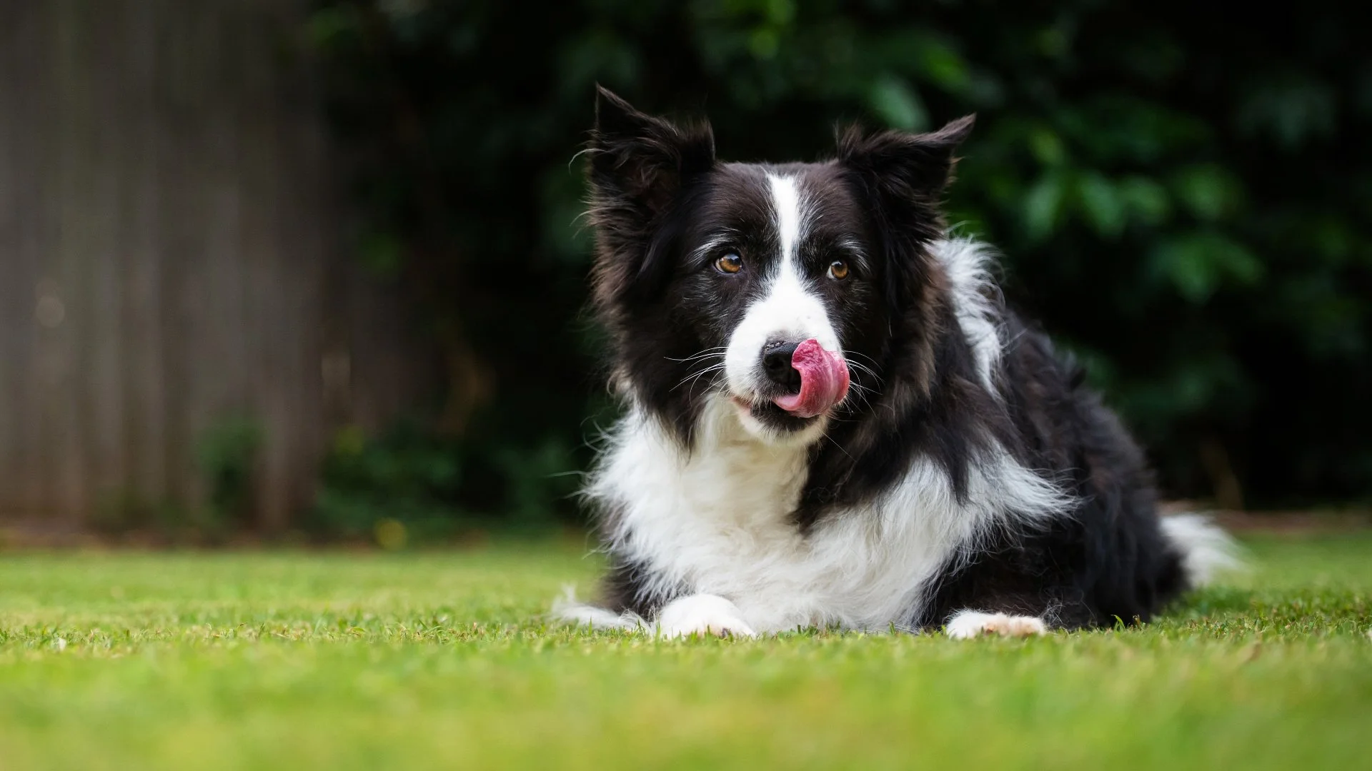 How to Ensure the Safety of Your Pets While Your Lawn Is Being Fertilized
