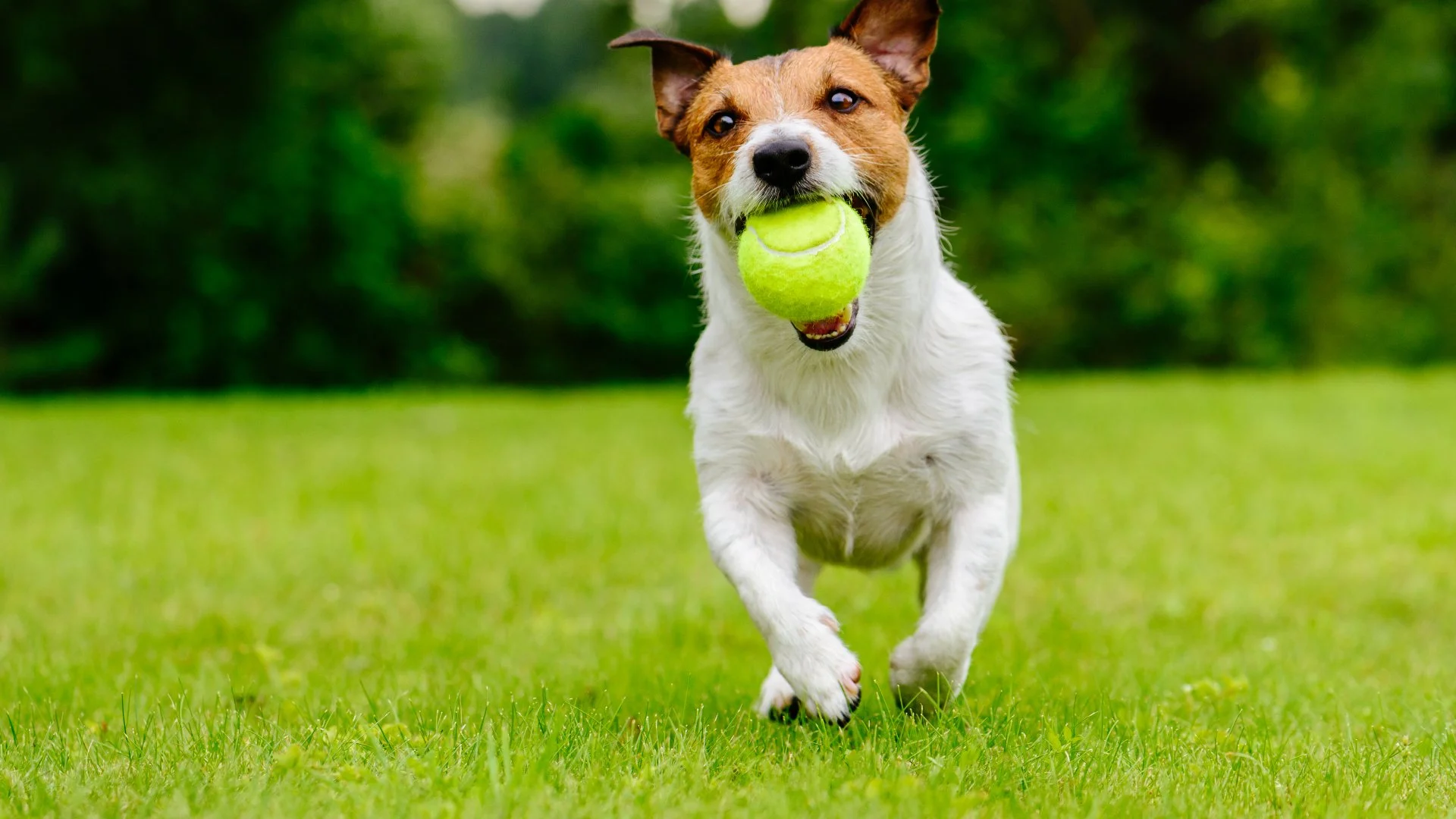 When Can You Let Your Pet Back Outside After a Lawn Fertilizer Treatment?