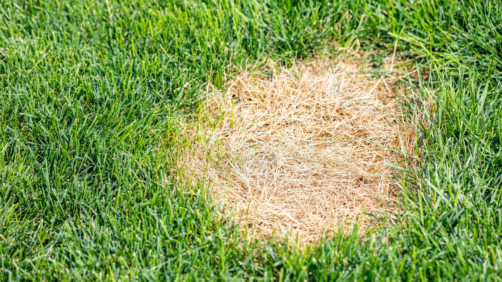 What Are the Brown Spots Forming in Your Lawn?