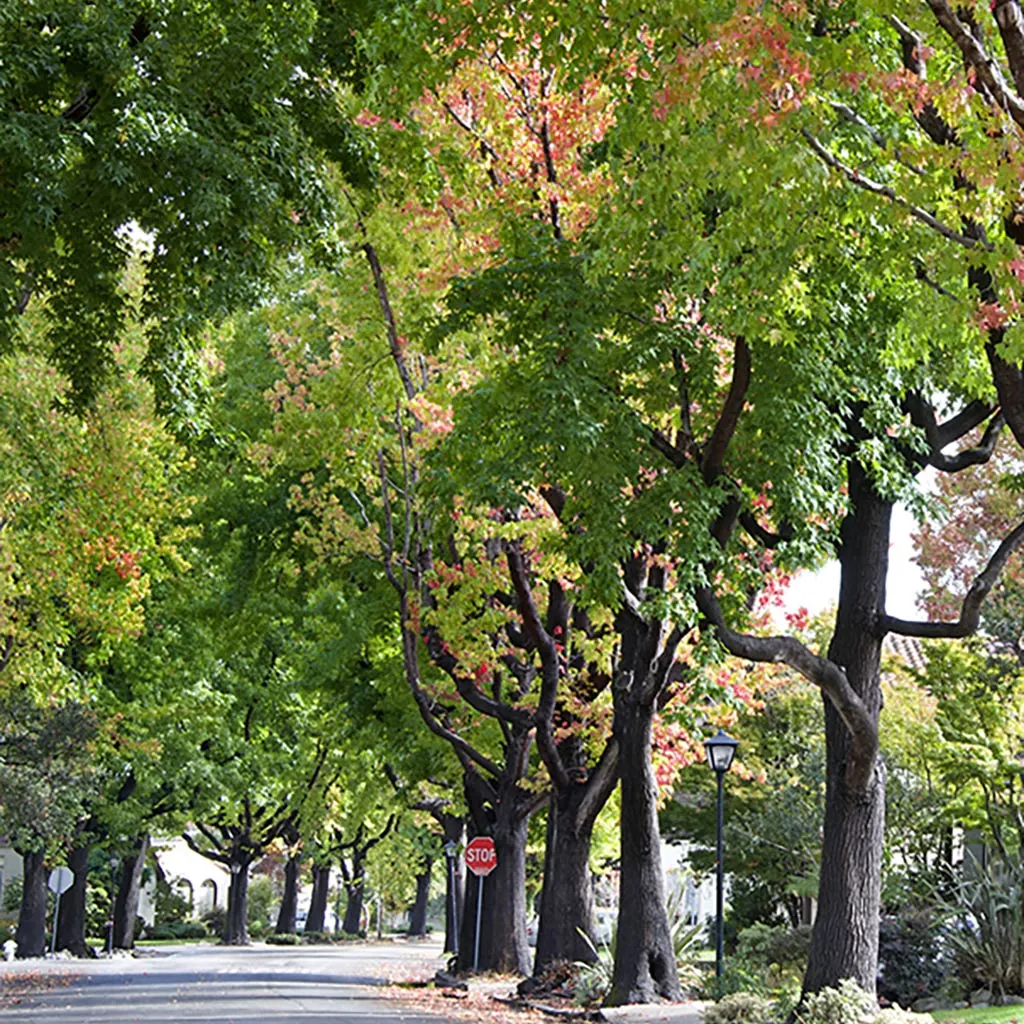 Fall foliage by neighborhood sidewalk in Powell, OH.