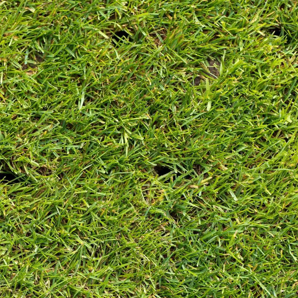 Aeration & Overseeding Are Best Friends - Always Pair These Lawn Care Services!