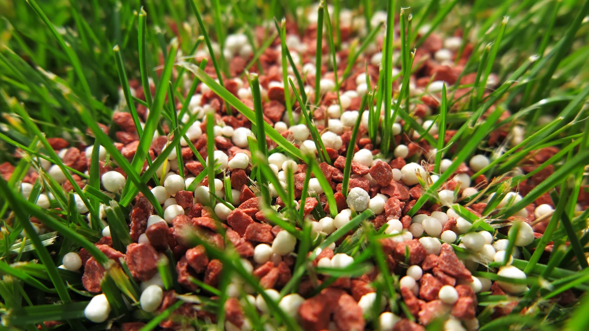 Can You Fertilize Your Lawn Too Late in the Fall?