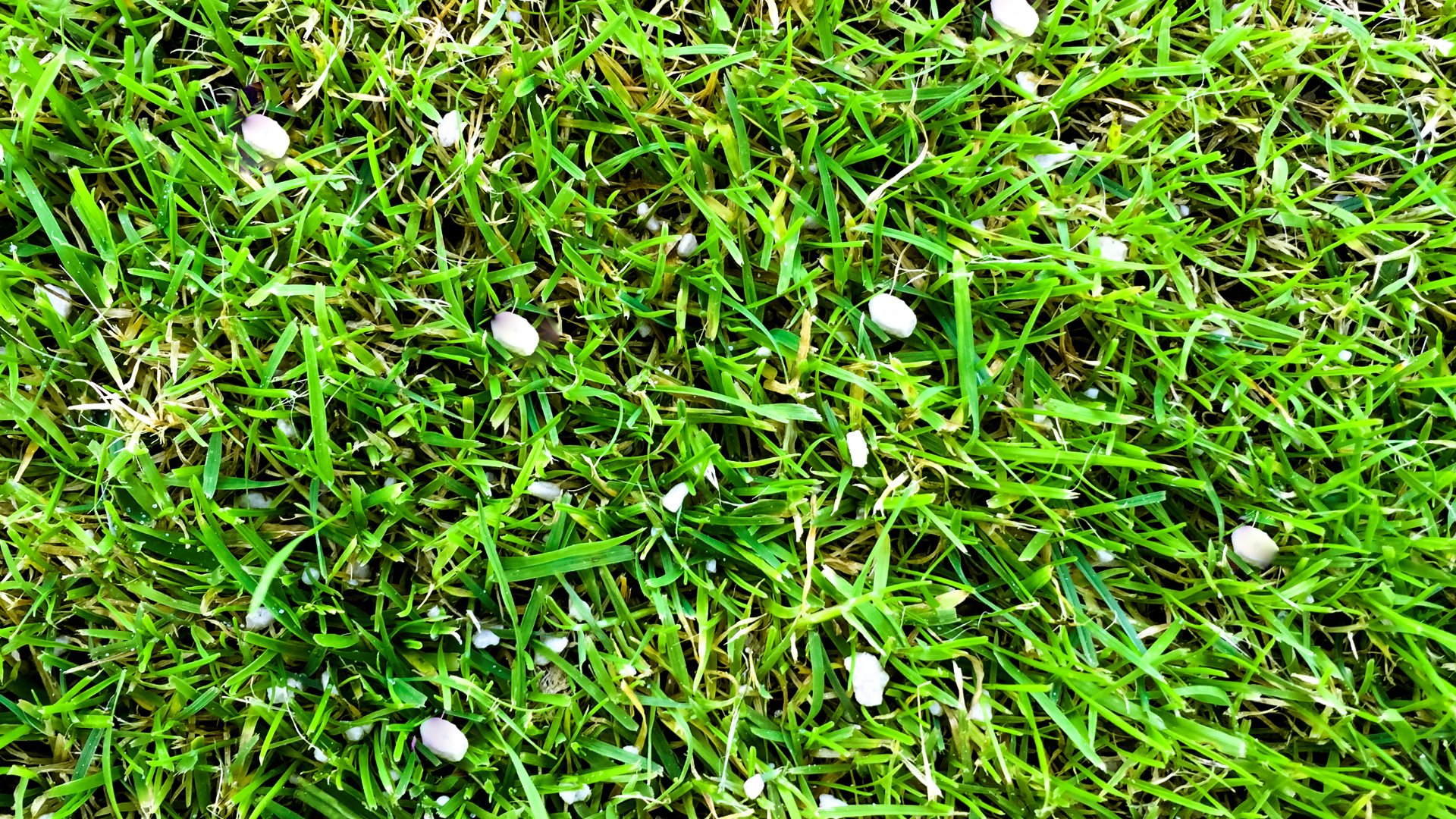 should-i-apply-a-winterizer-fertilization-treatment-to-my-lawn-this
