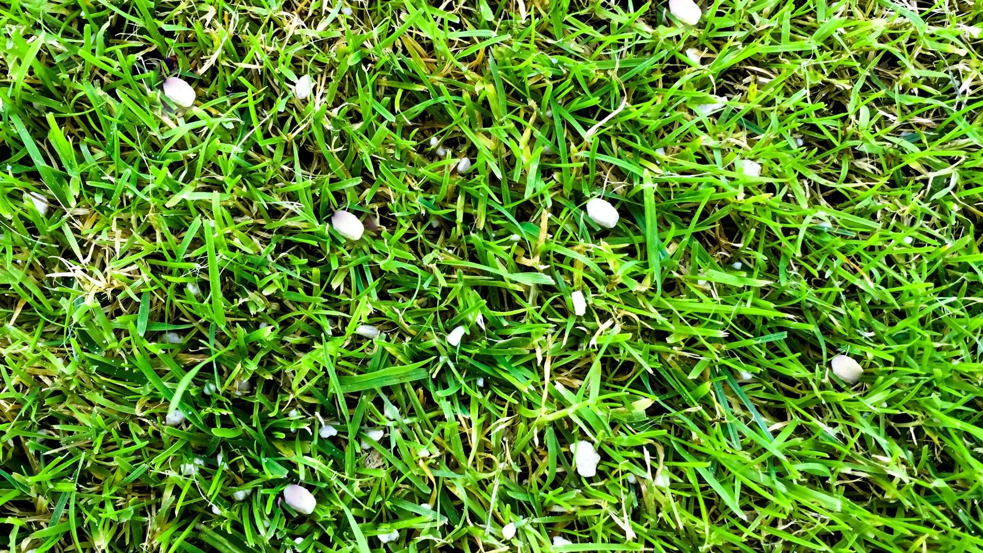 Should I Apply a Winterizer Fertilization Treatment to My Lawn This Fall?