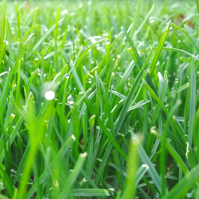 Grass blades in a lawn in Westerville, OH.