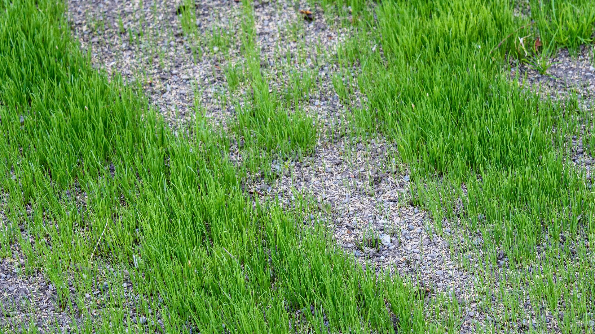 Avoid These Common Mistakes When Overseeding Your Lawn Yourself!