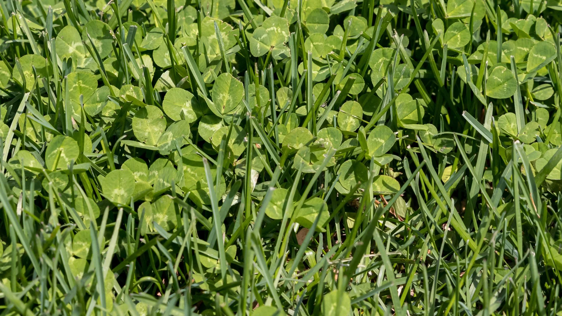 Soil Temperature Matters When Applying Pre-Emergent Weed Control!