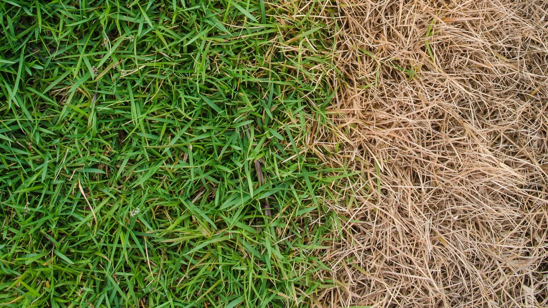 Is It Possible to Fix Fertilizer Burn on Your Lawn?