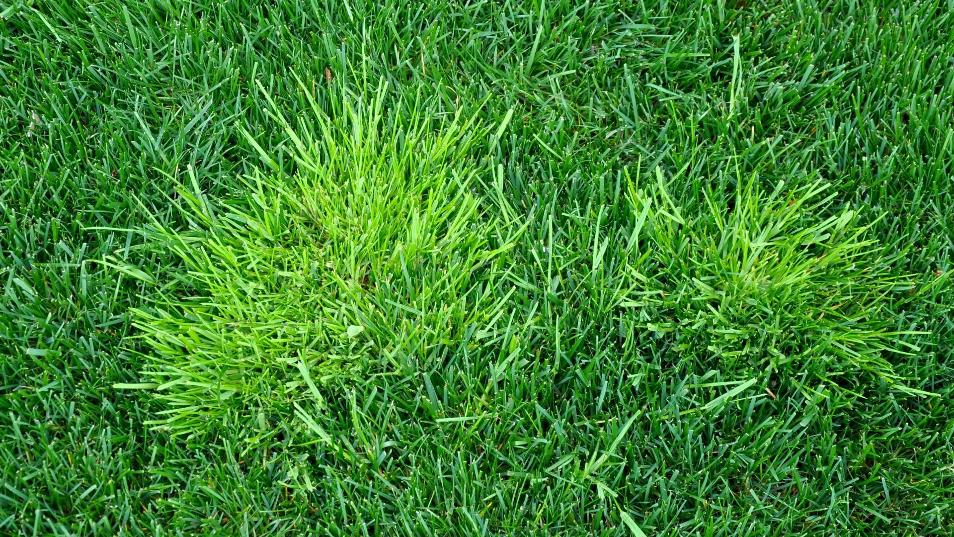 How Often Do You Need to Apply Weed Control Treatments?