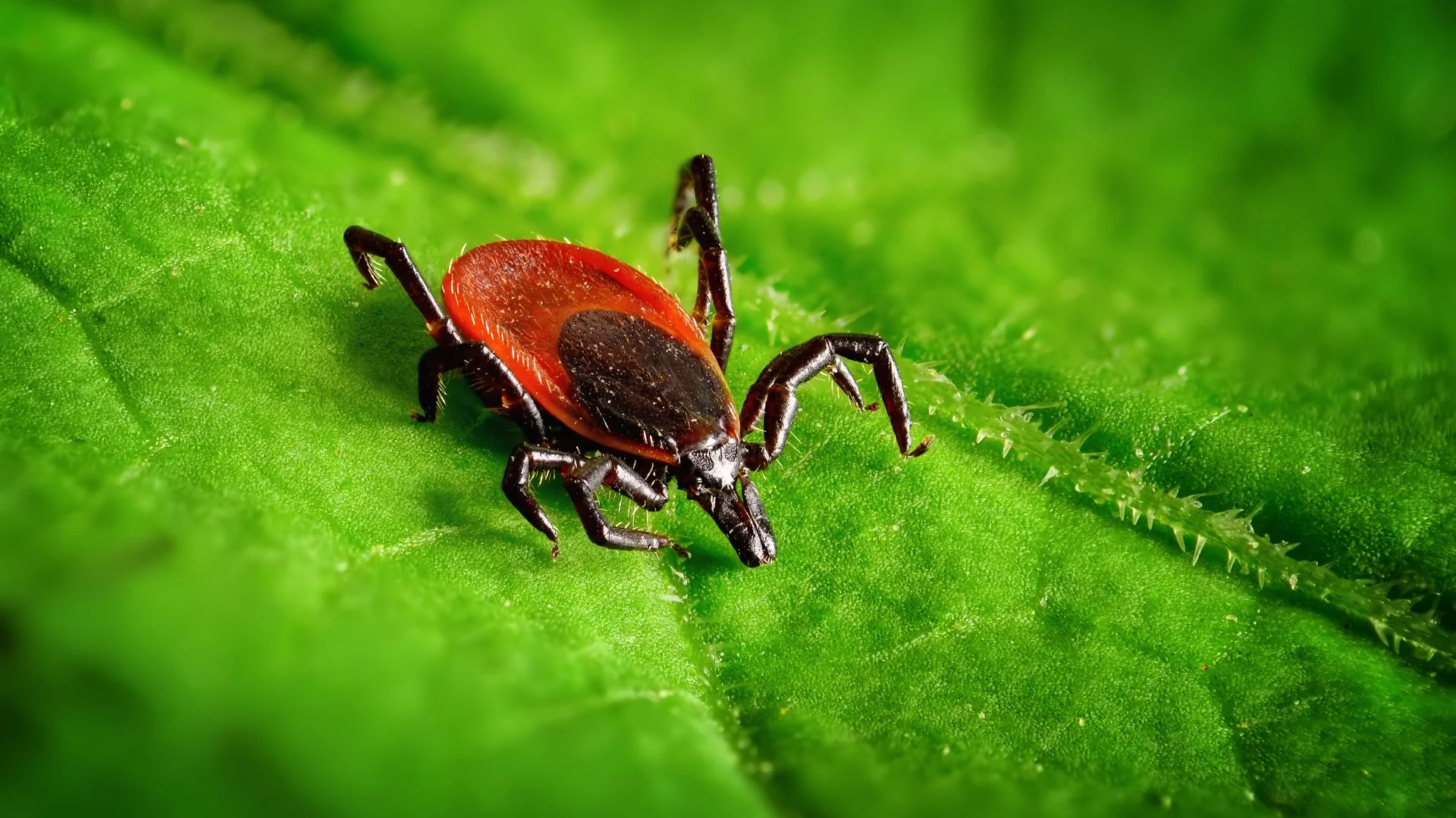 DIY Tick Control vs Professional Treatments: Which Is Better?