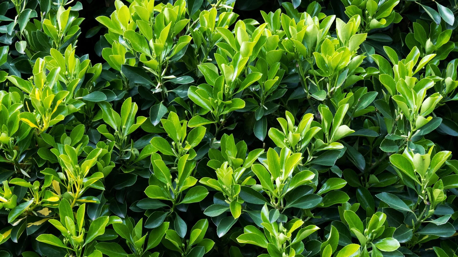 How to Identify Whether Your Plants Need Pruning