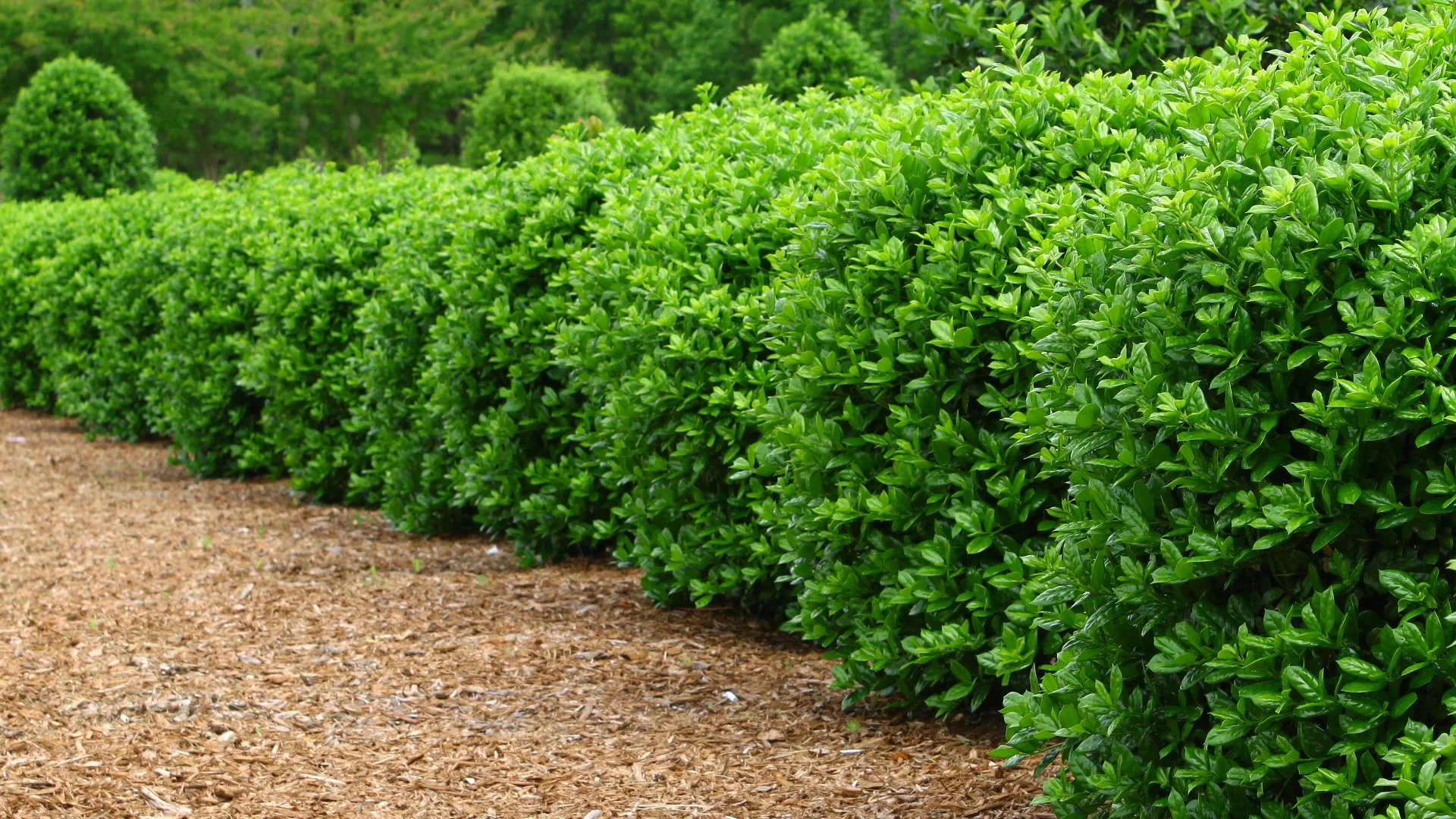 Is Plant Trimming & Pruning the Same Thing?