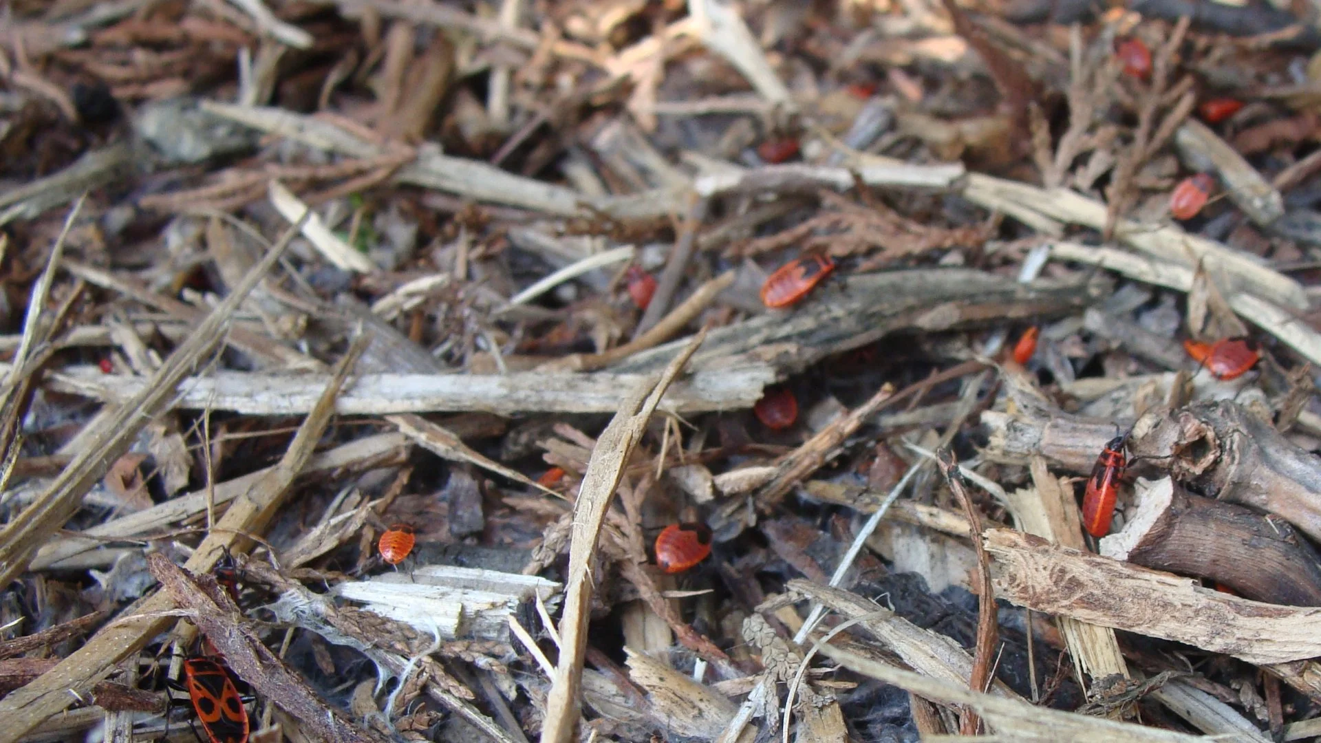 Chinch Bugs vs Armyworms - What's the Difference Between These Lawn Insects?