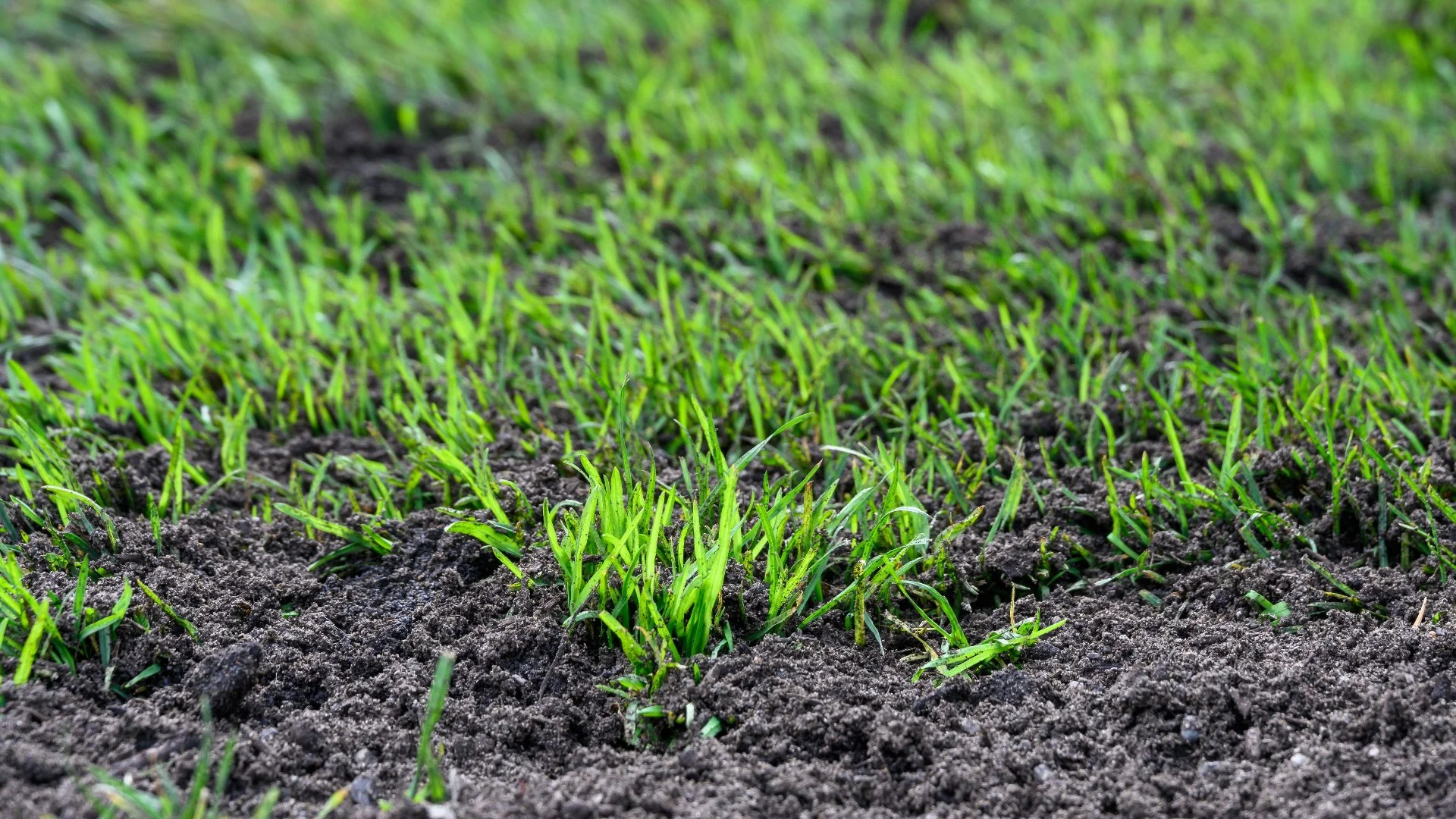 How Long to Stay Off Your Lawn After Overseeding