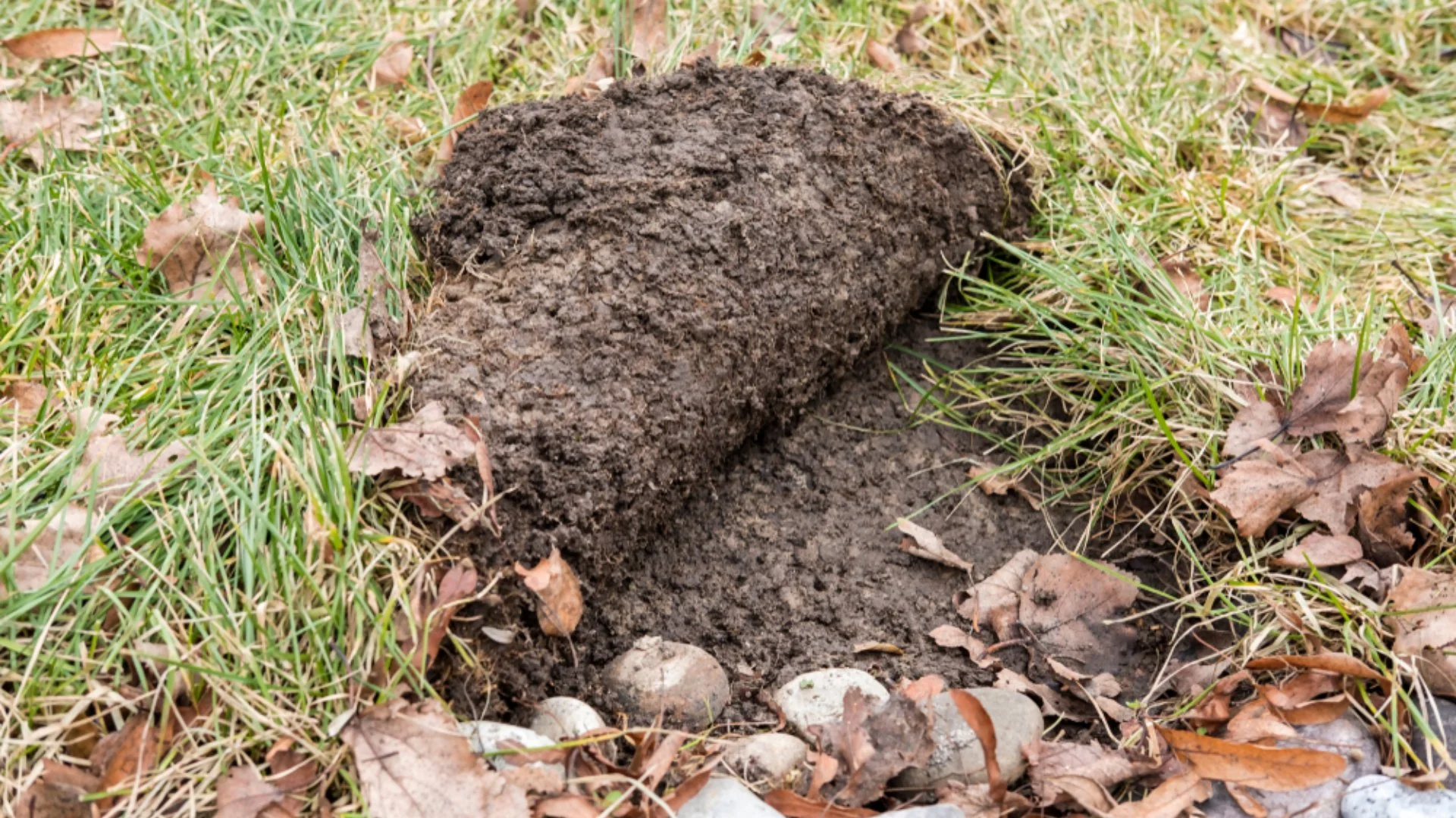 How to Help Your Lawn Get Back to Full Health After Grubs Damaged It