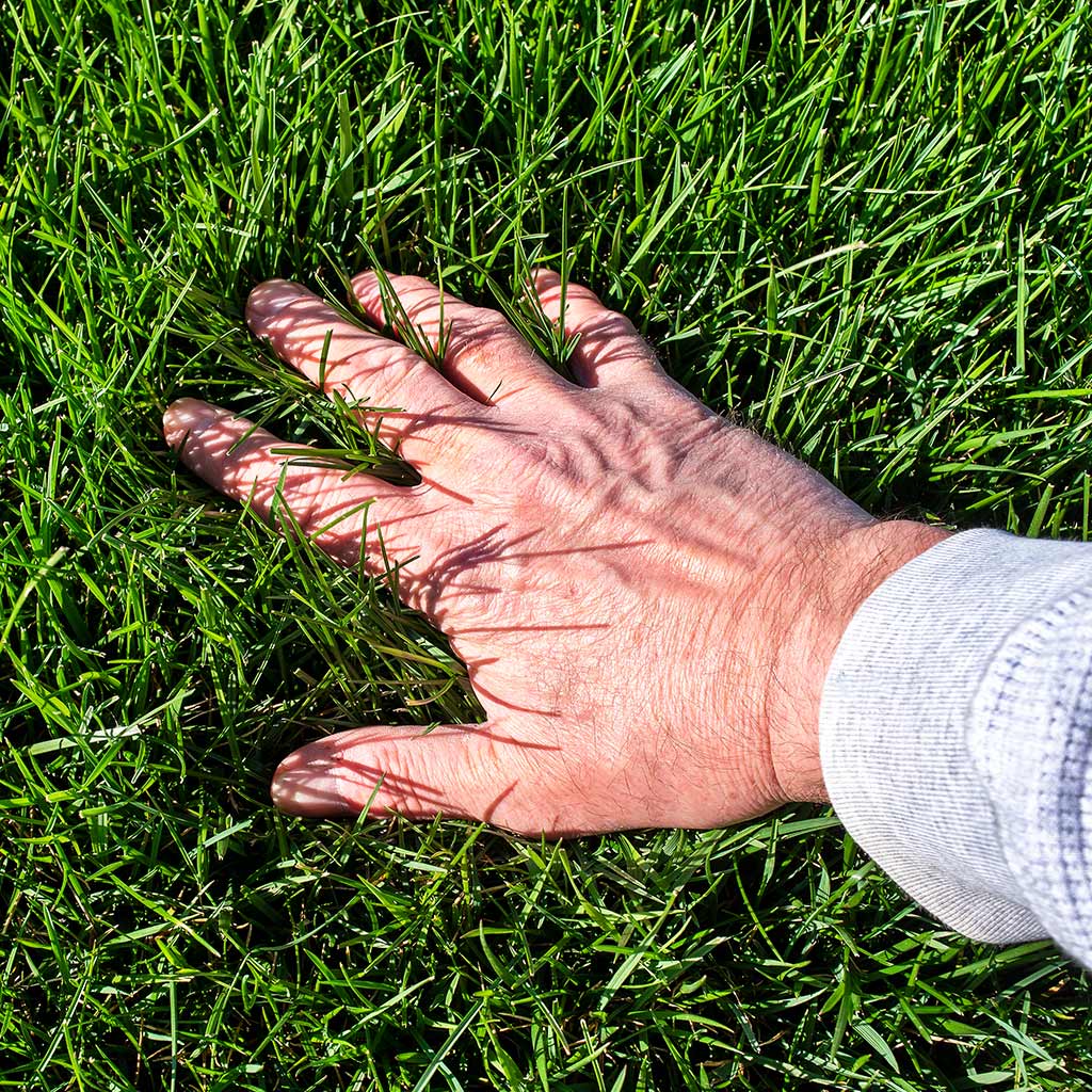 Hand feeling a fertilized lawn in Dublin, OH.