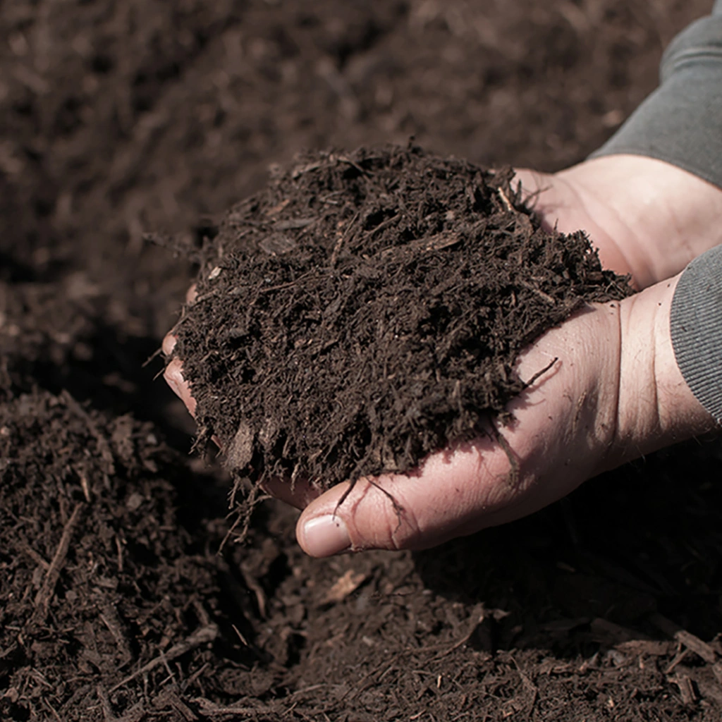 A handful of black mulch being held in Delaware, OH.