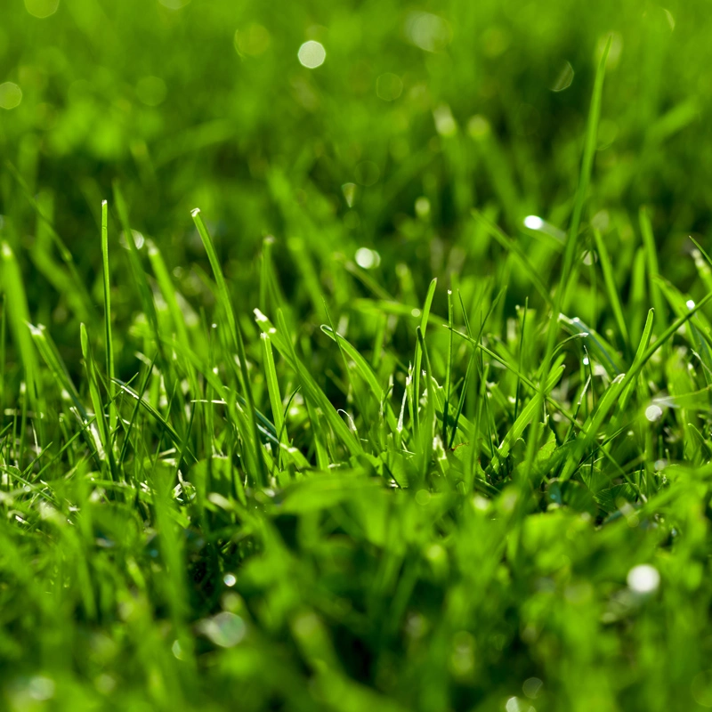 Healthy grass blades in a lawn in Marion, OH.