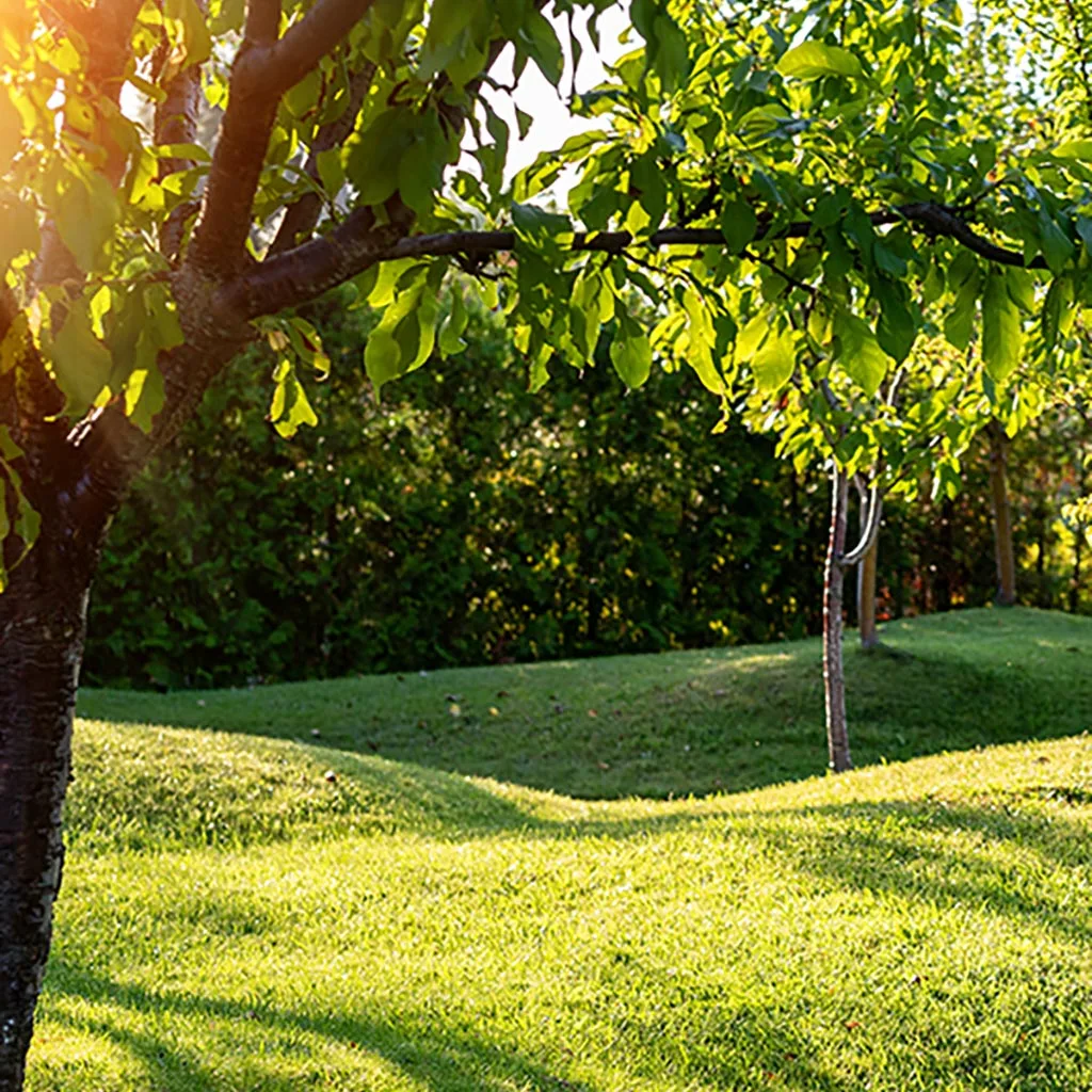 Healthy trees in Delaware, OH.