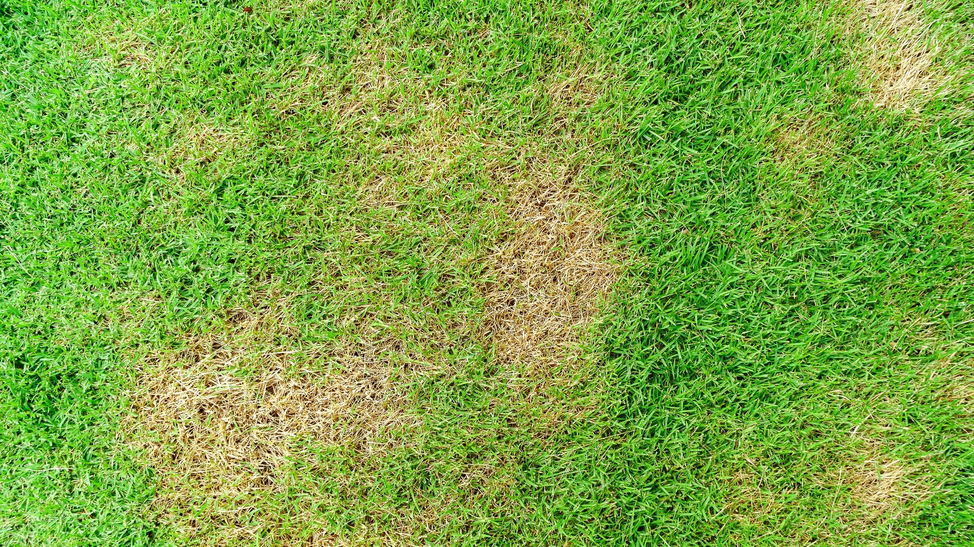 What Causes Lawn Diseases?