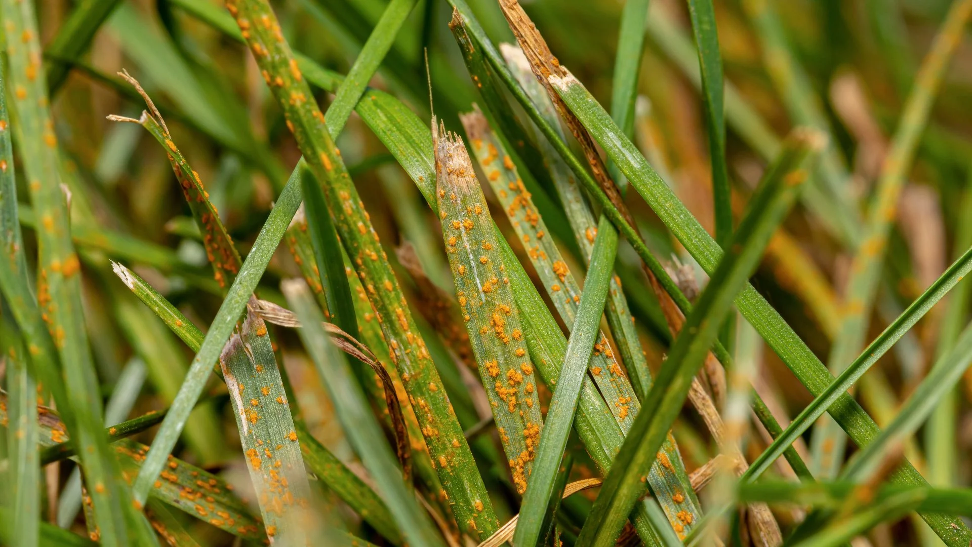 Rust - What Is This Lawn Disease & What Should You Do About It?